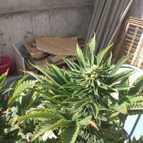 Cookies USA growlog timeline photo