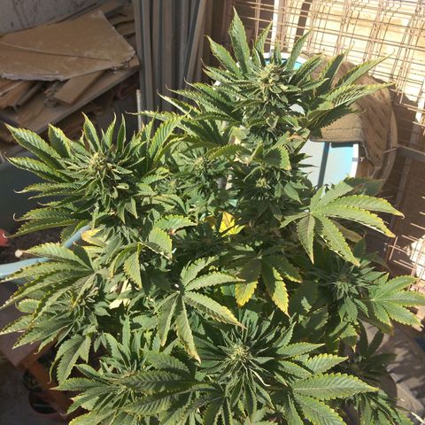 Cookies USA growlog timeline photo
