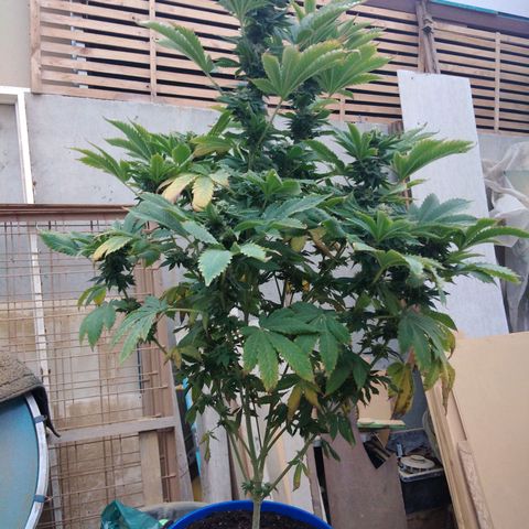 Cookies USA growlog timeline photo