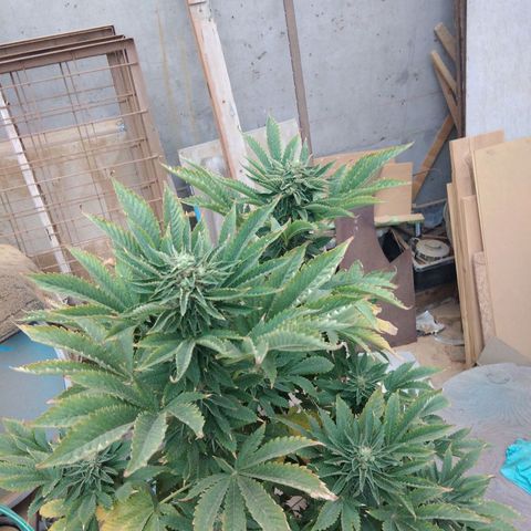 Cookies USA growlog timeline photo