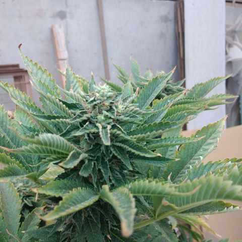 Cookies USA growlog timeline photo