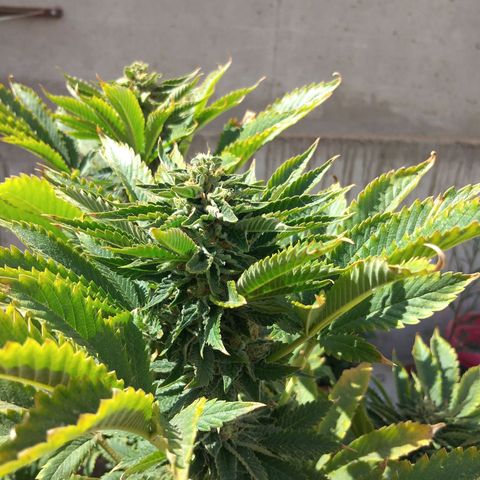 Cookies USA growlog timeline photo