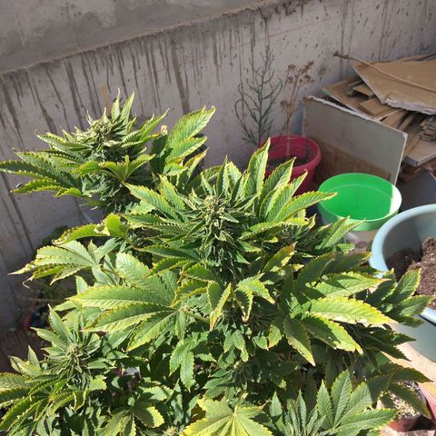 Cookies USA growlog timeline photo