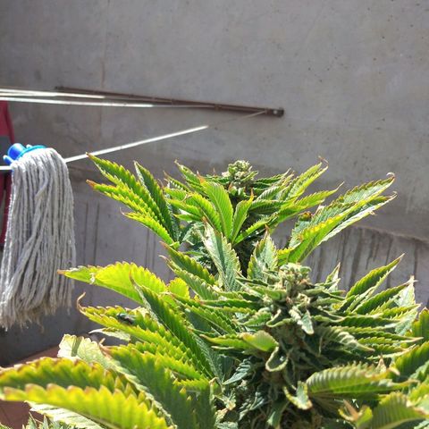 Cookies USA growlog timeline photo