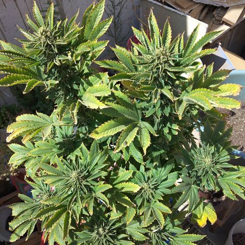 Cookies USA growlog timeline photo