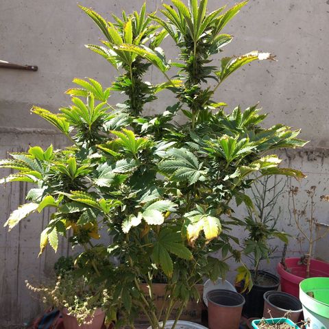Cookies USA growlog timeline photo