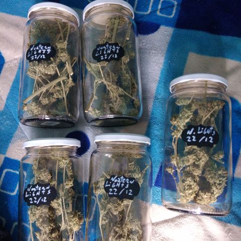 Cookies USA growlog photo: Inicio curado Northern Lights
