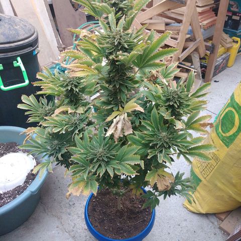 Cookies USA growlog timeline photo
