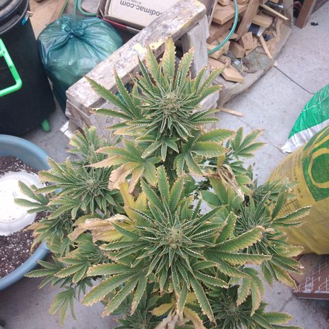 Cookies USA growlog timeline photo