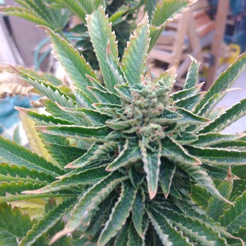 Cookies USA growlog timeline photo