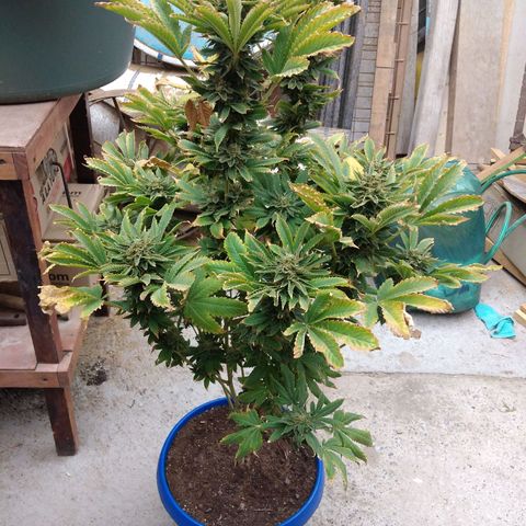 Cookies USA growlog timeline photo