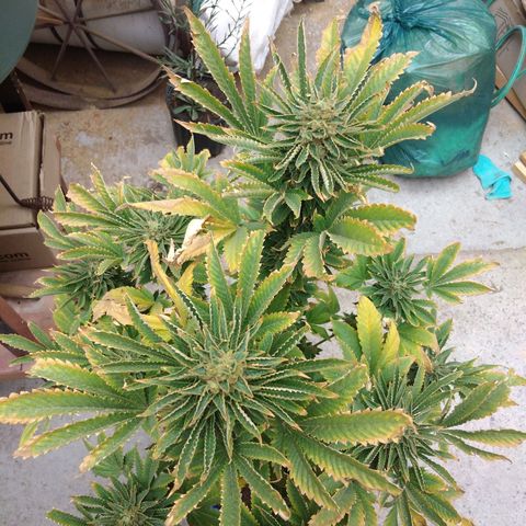 Cookies USA growlog timeline photo