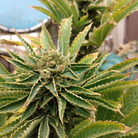 Cookies USA growlog timeline photo