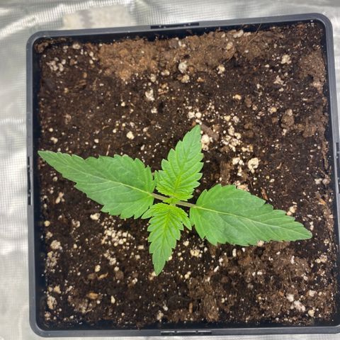 Somango XL growlog timeline photo