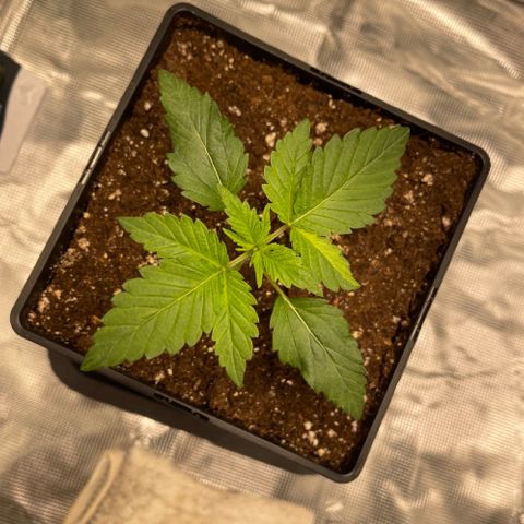Somango XL growlog timeline photo