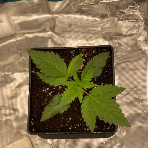 Somango XL growlog timeline photo