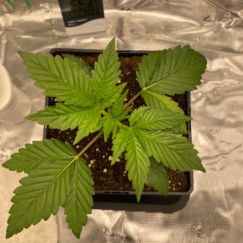 Somango XL growlog timeline photo
