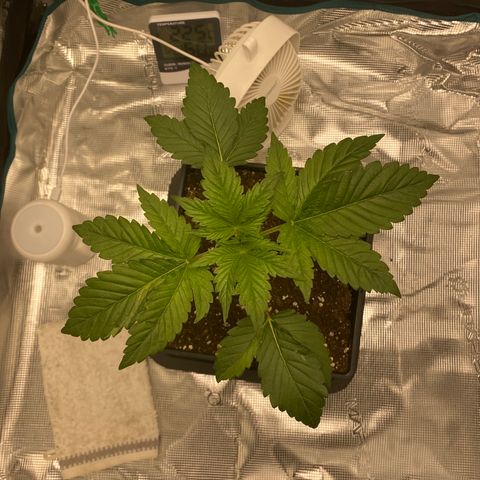 Somango XL growlog timeline photo