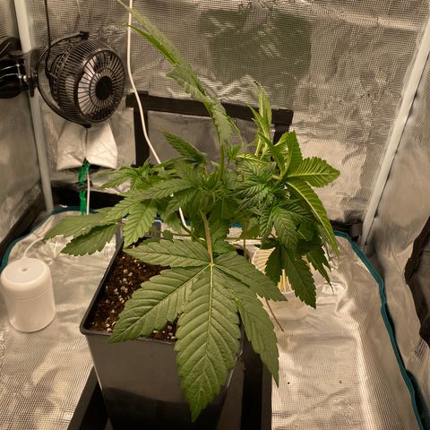Somango XL growlog timeline photo