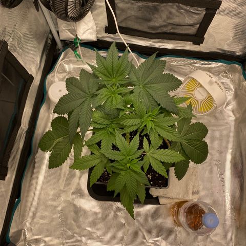 Somango XL growlog timeline photo