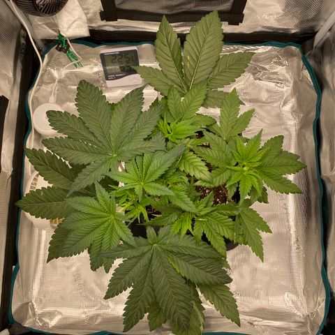 Somango XL growlog timeline photo