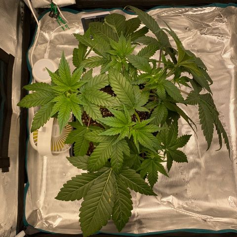 Somango XL growlog timeline photo