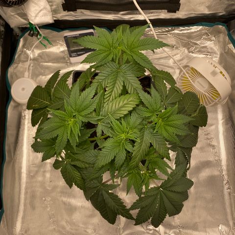 Somango XL growlog timeline photo