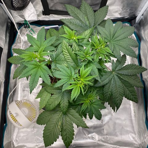 Somango XL growlog timeline photo