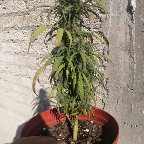 La del toston growlog timeline photo