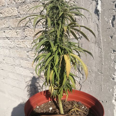 La del toston growlog timeline photo