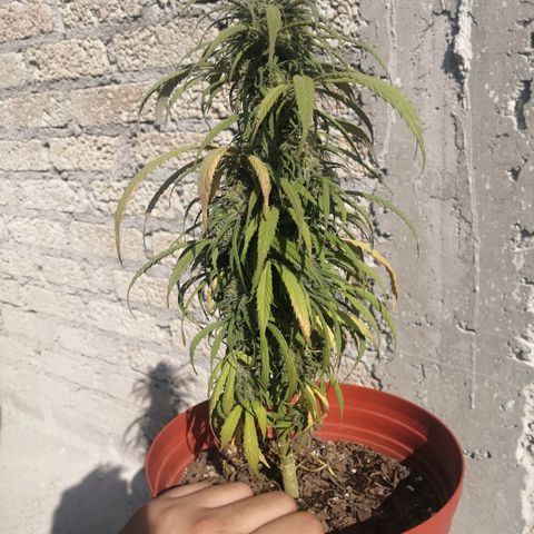 La del toston growlog timeline photo