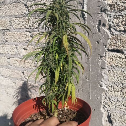 La del toston growlog timeline photo
