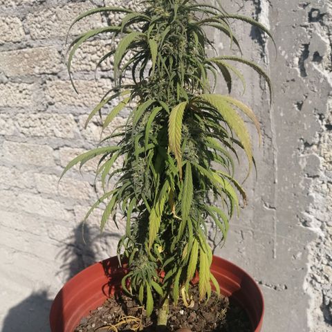 La del toston growlog timeline photo