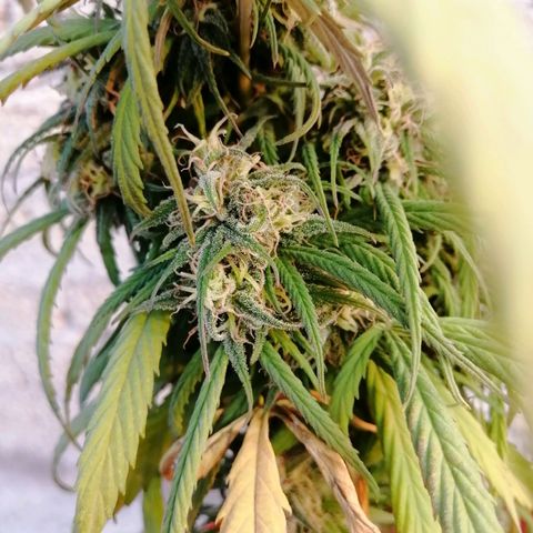 La del toston growlog timeline photo