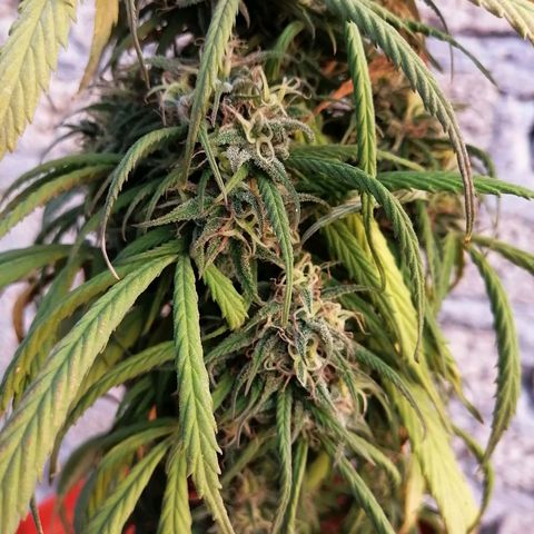 La del toston growlog timeline photo