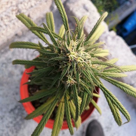 La del toston growlog timeline photo