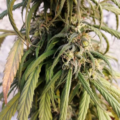 La del toston growlog timeline photo