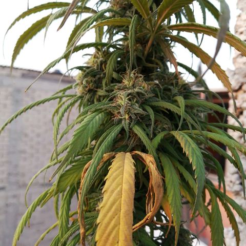 La del toston growlog timeline photo