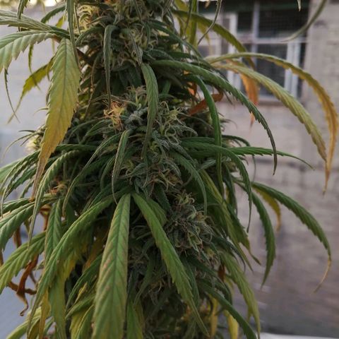 La del toston growlog timeline photo