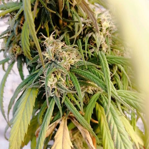 La del toston growlog timeline photo