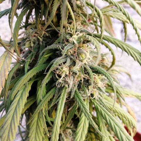 La del toston growlog timeline photo