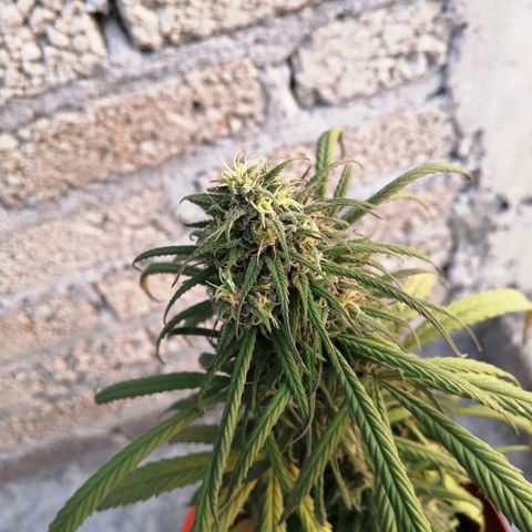 La del toston growlog timeline photo