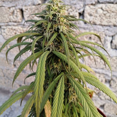 La del toston growlog timeline photo