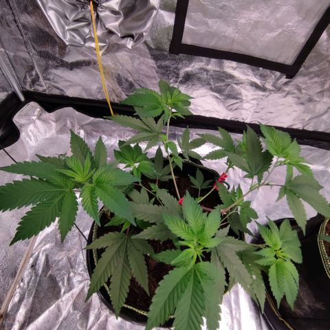 Banoreoz  growlog timeline photo
