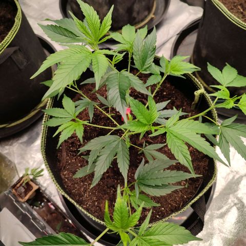 Permanent Marker  growlog timeline photo