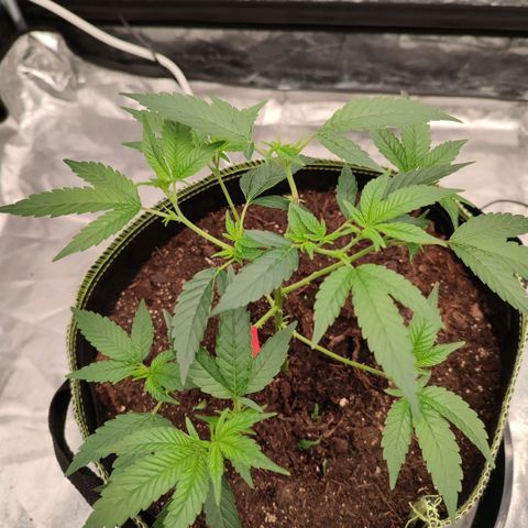 Cap Junky growlog timeline photo