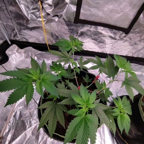Banoreoz  growlog timeline photo