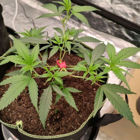 Candy Store growlog timeline photo