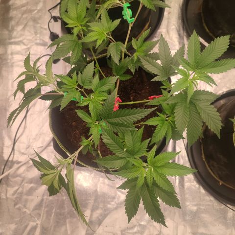 Banoreoz  growlog timeline photo
