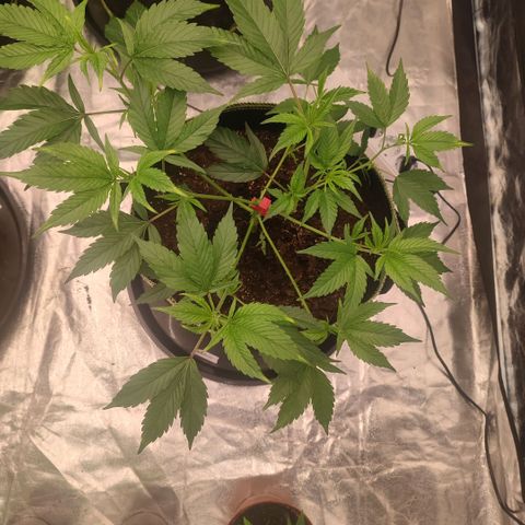 Permanent Marker  growlog timeline photo